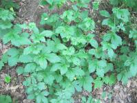 Kuklík městský (Geum urbanum)