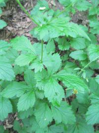 Kuklík městský (Geum urbanum)