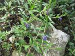 Barvínek bylinný (Vinca herbacea)