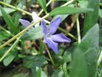 Barvínek bylinný (Vinca herbacea)