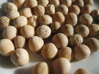 Hrách setý polní (Pisum sativum convar sativum)