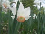 Narcis 'Elizabeth Ann' - Cyclamineus narcisy