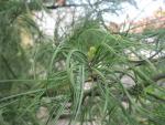 Borovice vejmutovka 'Contorta' (Pinus strobus)