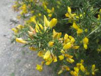 Hlodáš evropský (Ulex europaeus)