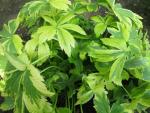 Jarmanka větší 'Sunningdale Variegated' (Astrantia major)