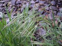 Sveřep jalový (Bromus sterilis)