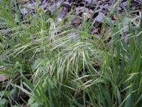 Sveřep jalový (Bromus sterilis)