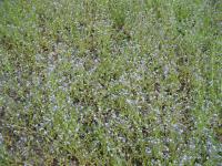 Pomněnka rolní (Myosotis arvensis)