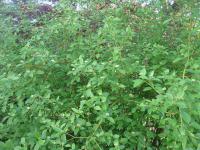 Svída výběžkatá (Cornus sericea)