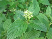 Svída výběžkatá (Cornus sericea)