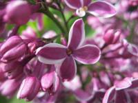 Šeřík obecný 'Sensation' (Syringa vulgaris)