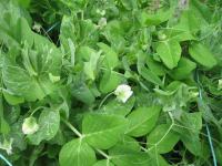 Hrách setý (Pisum sativum)