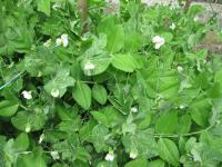 Hrách setý (Pisum sativum)