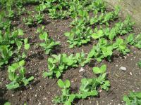 Hrách setý (Pisum sativum)