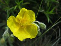 Devaterník penízkovitý 'Pracecox' (Helianthemum nummularium) Devaterník penízkovitý 'Pracecox' (Helianthemum nummularium)