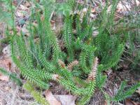Plavuň pučivá (Lycopodium annotinum)