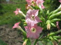 Nicotiana alata - tabák křídlatý