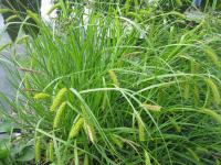 Ostřice nedošáchor (Carex pseudocyperus)