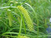 Ostřice nedošáchor (Carex pseudocyperus)
