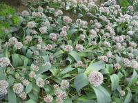 Česnek karatavský (Allium karataviense)