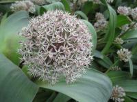 Česnek karatavský (Allium karataviense)