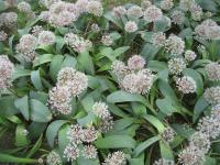 Česnek karatavský (Allium karataviense)
