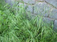 Sveřep jalový (Bromus sterilis)
