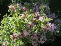 Weigelie růžová 'Nana Variegata' (Weigela florida)