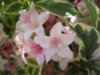 Weigelie růžová 'Nana Variegata' (Weigela florida)
