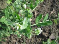 Hrách setý dřeňový (Pisum sativum convar medullare)