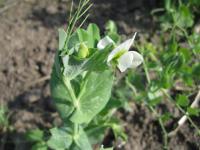 Hrách setý dřeňový (Pisum sativum convar medullare)