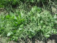 Hrách setý dřeňový (Pisum sativum convar medullare)