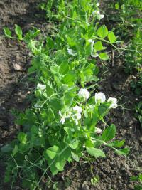 Hrách setý cukrový (Pisum sativum convar axiphium)