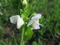 Hrách setý cukrový (Pisum sativum convar axiphium)