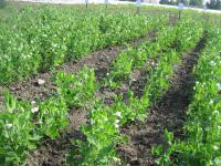 Hrách setý cukrový (Pisum sativum convar axiphium)