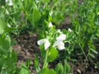 Hrách setý cukrový (Pisum sativum convar axiphium)