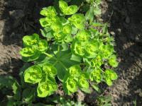 Pryšec kolovratec (Euphorbia helioscopia)