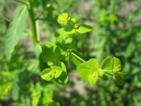 Pryšec kolovratec (Euphorbia helioscopia)