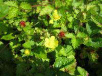 Jahodka indická (Duchesnea indica)