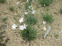 Hvozdík písečný český (Dianthus arenarius subsp bohemicus)