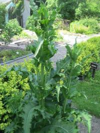 Štětka soukenická (Dipsacus sativus)