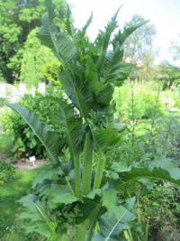 Štětka soukenická (Dipsacus sativus)