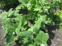 Šalvěj muškátová (Salvia sclarea)