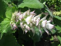 Šalvěj muškátová (Salvia sclarea)