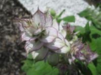 Šalvěj muškátová (Salvia sclarea)