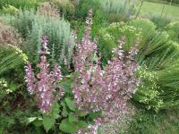 Šalvěj muškátová (Salvia sclarea)