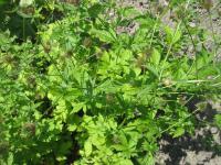 Kuklík městský (Geum urbanum)
