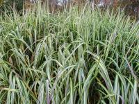 Ozdobnice čínská 'Cabaret' (Miscanthus sinensis)