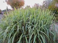 Ozdobnice čínská 'Cabaret' (Miscanthus sinensis)
