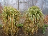 Ozdobnice čínská 'Cabaret' (Miscanthus sinensis)